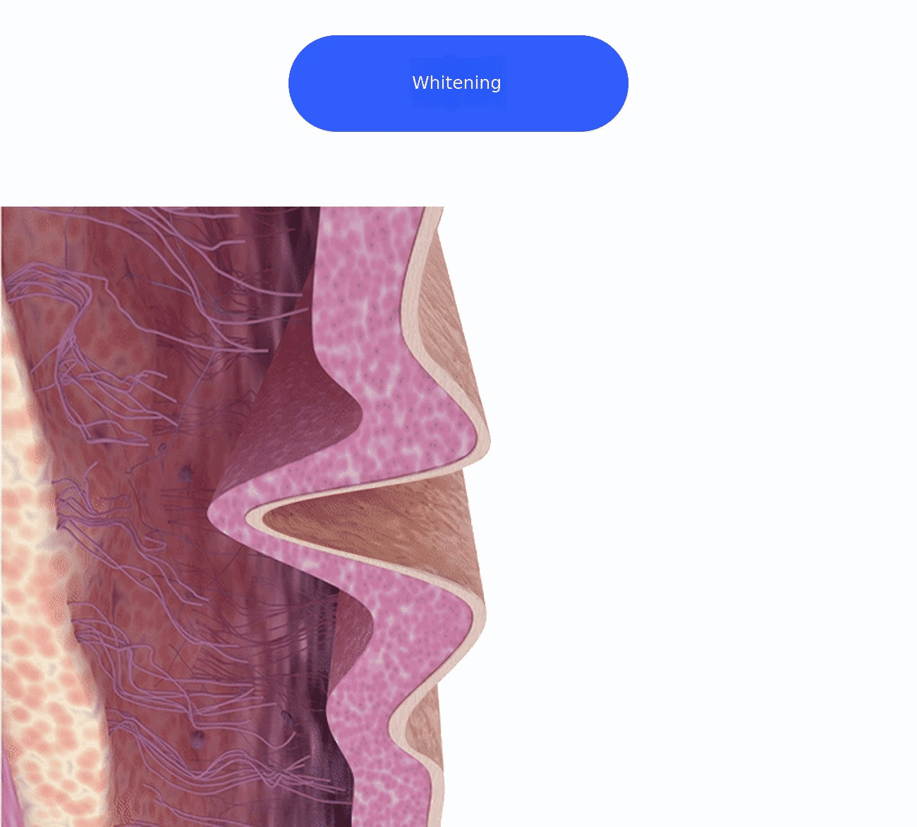 02_미백 (gif).gif