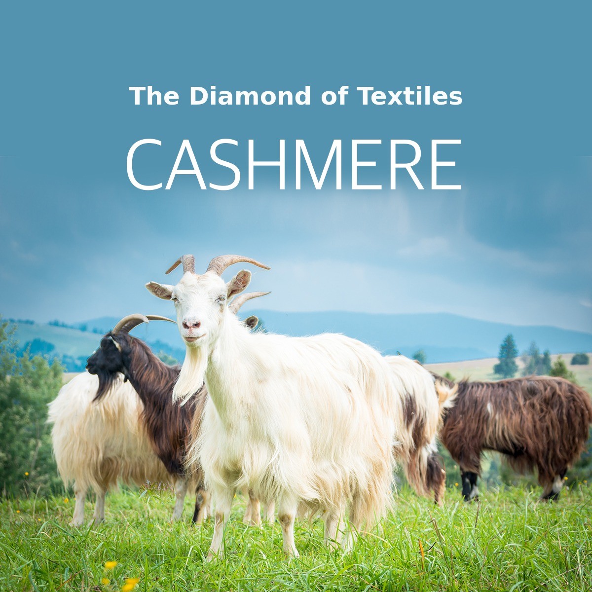 캐시미어.jpg