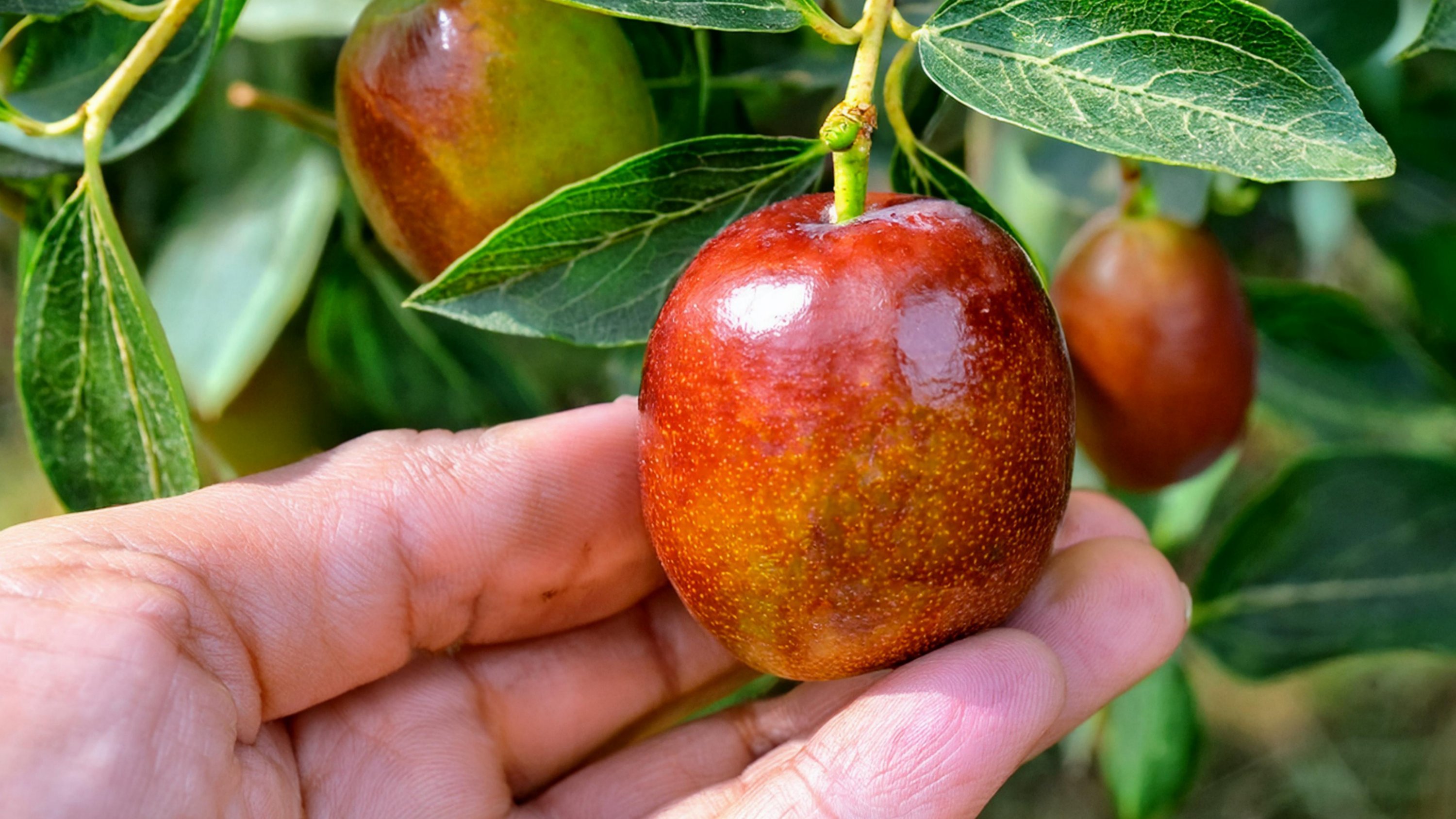 "This fall, crisp and sweet apple jujubes are coming." <Apple jujube>