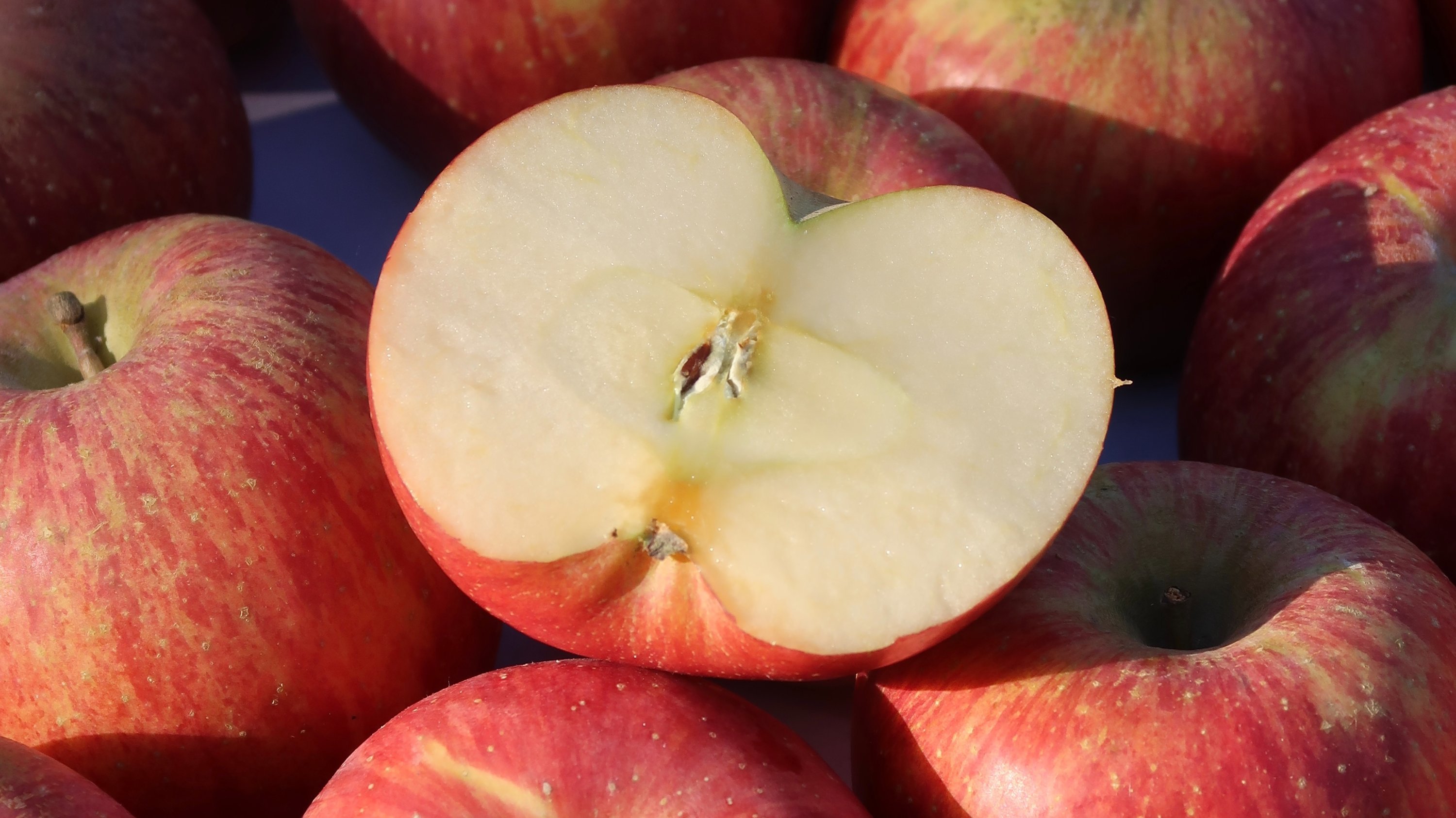 [Mungyeong Apple Festival Entry] A true premium product that passed rigorous screening: seasonal Gamhong apples!
