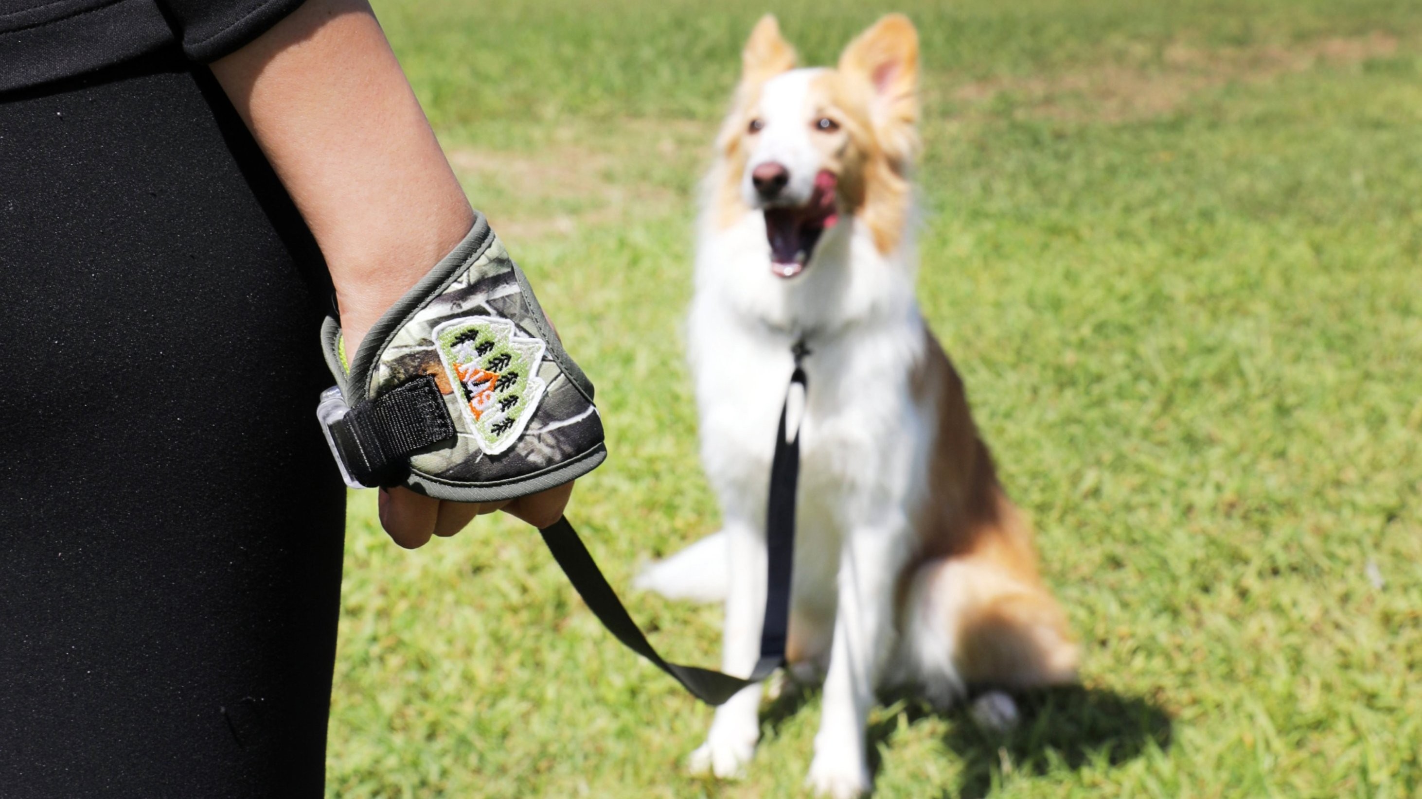 [First Reveal] The True Hands-Free Leash That Transforms Your Walking Experience