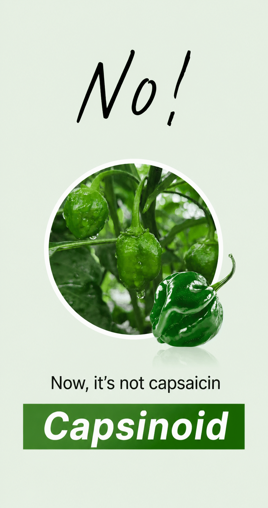 Capsaicin Diet? No More! Meet Capsinoids the Revolution | Calobia by ...