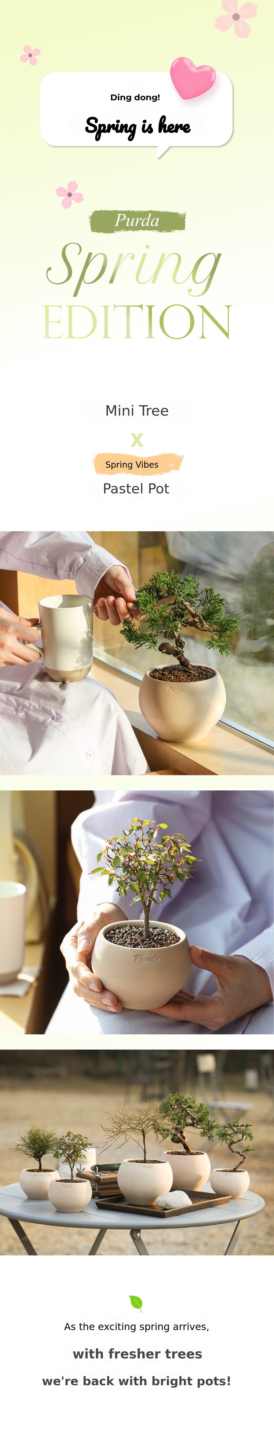 [100K+] Ding Dong! Spring Bliss Pureuda Miniature Tree x Pastel Pot ...