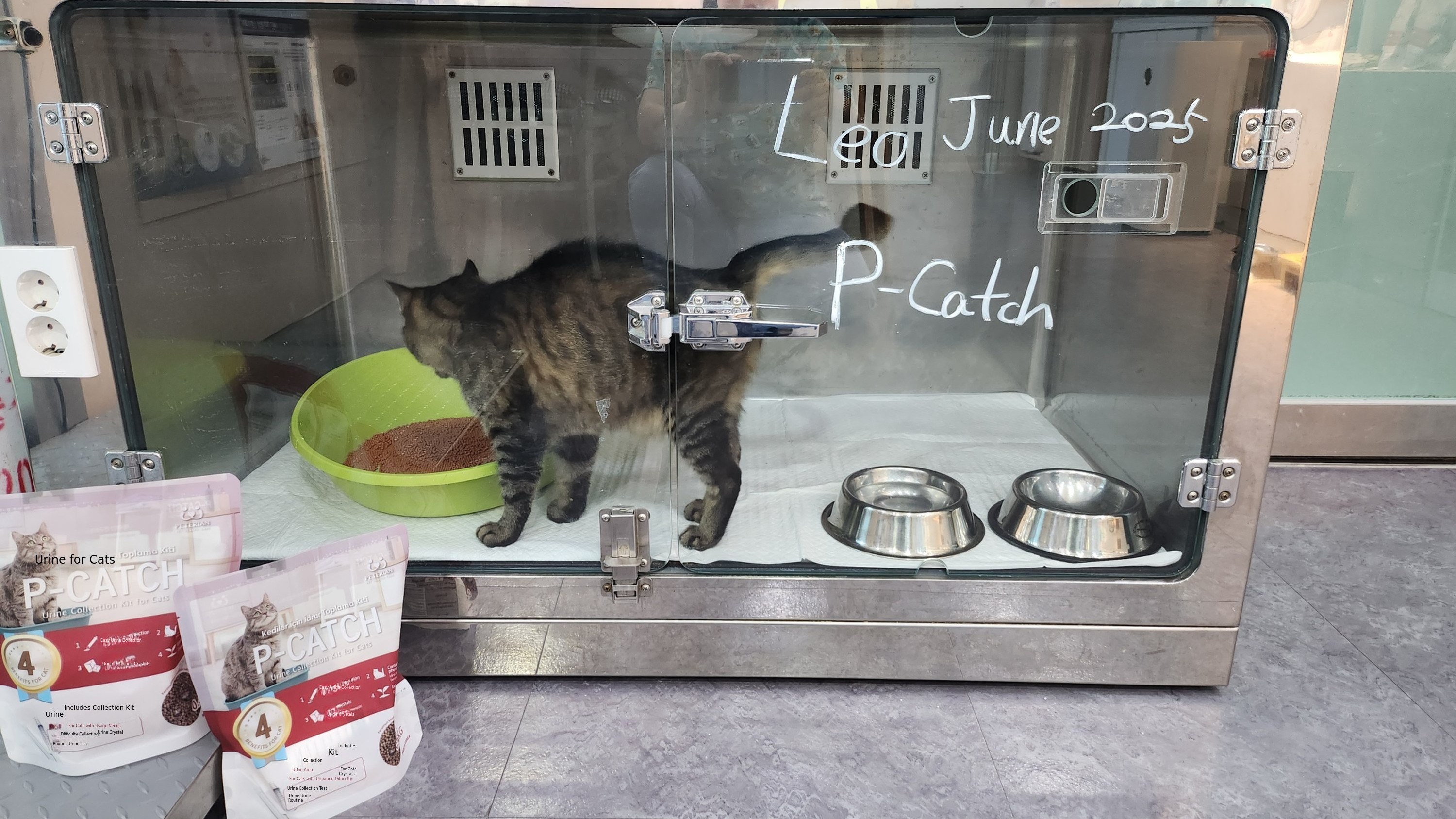 6 Years in the Making! Experience the Authentic Cat Urine Collection Kit and Testing Service!