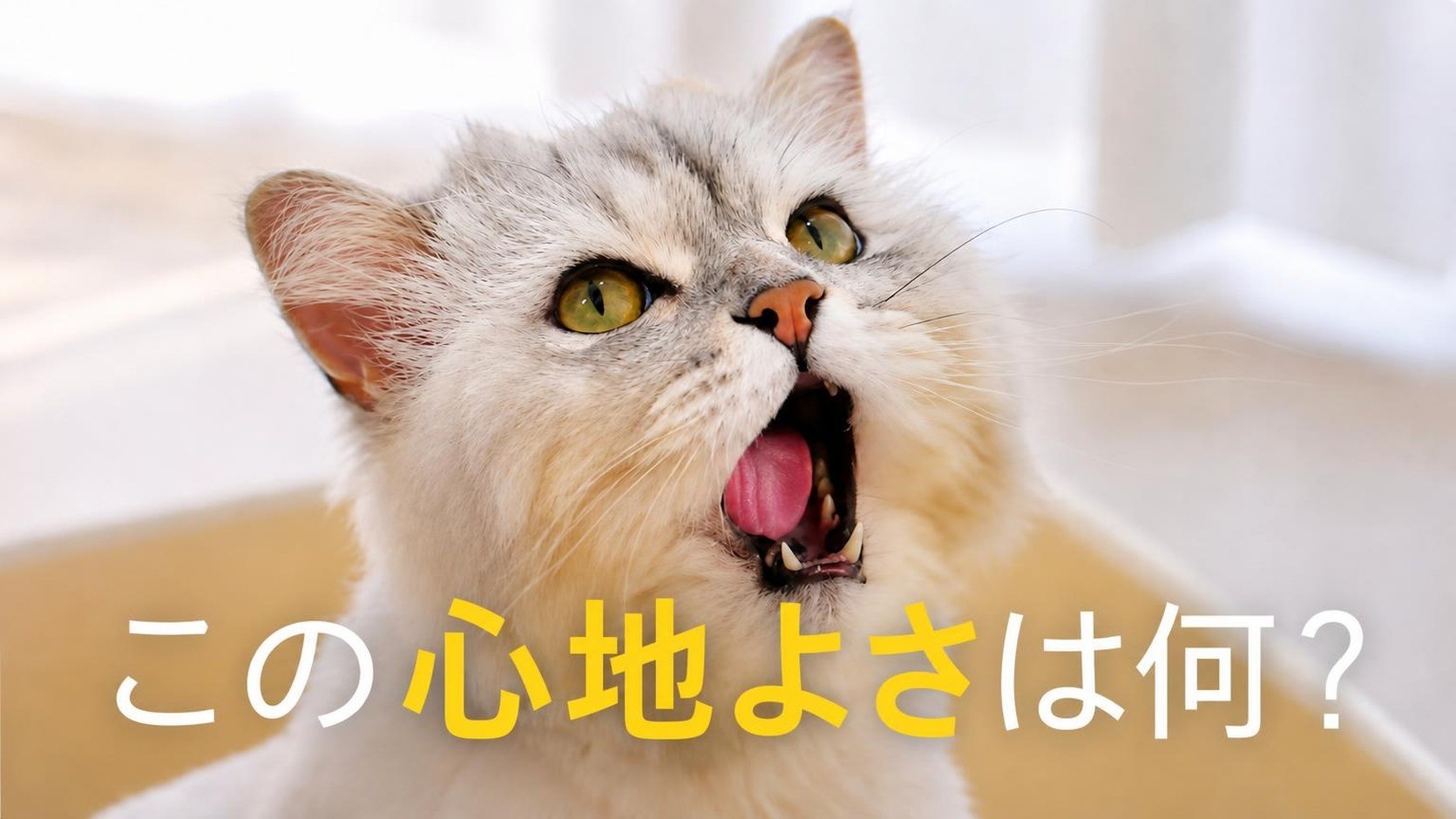 [4873%の再注文率] 日本の猫好きも夢中になる新感覚ポップコーントーフ砂