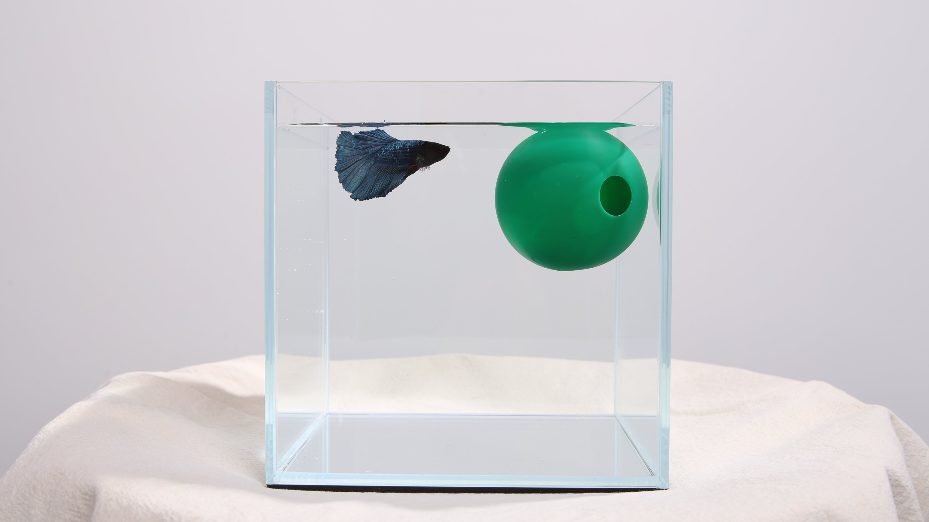 水族生活最大难题，严苛水族箱水质管理的终极解决方案！[绿球]