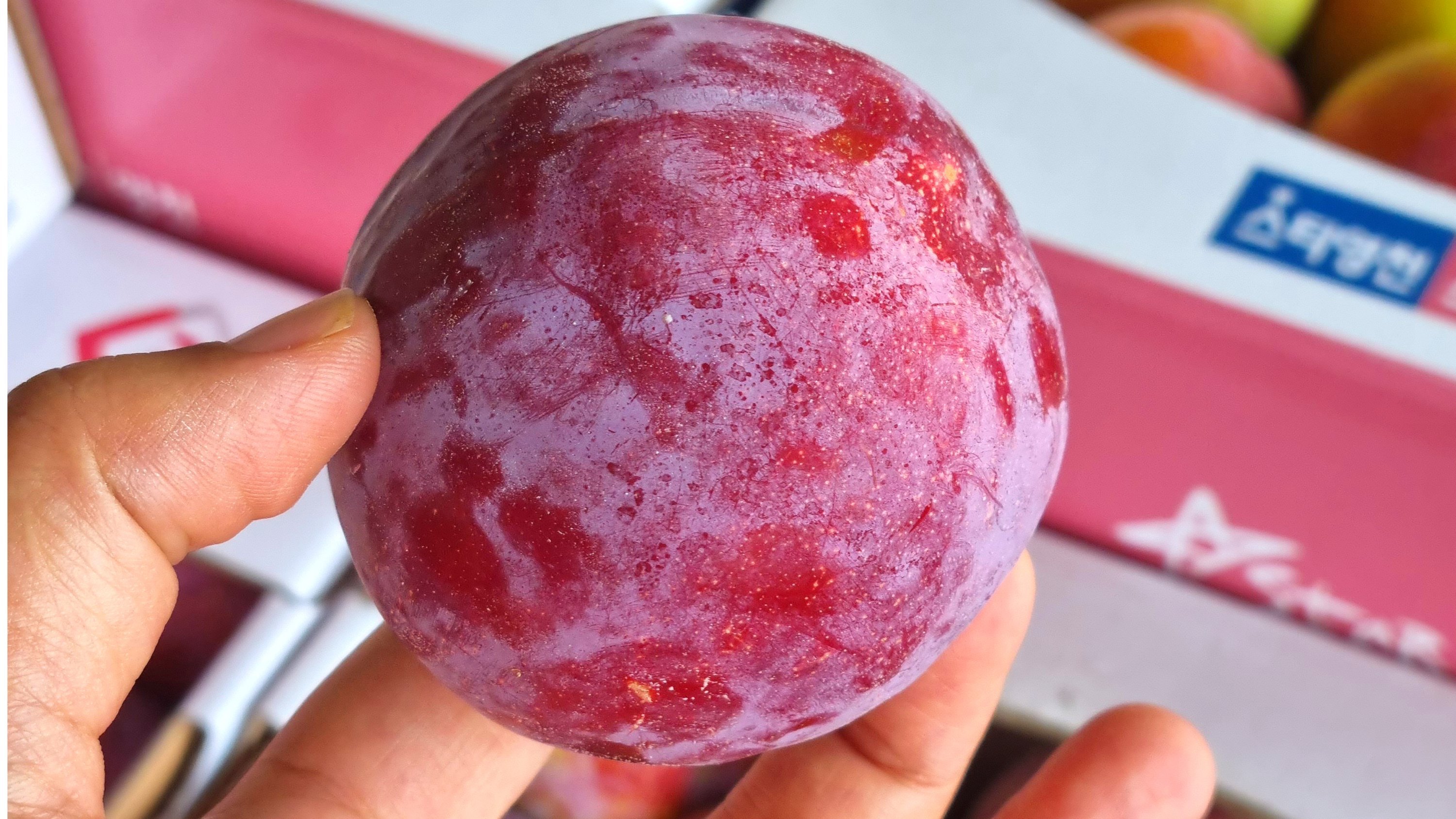 一口咬下，夏日滋味瞬间迸发，正是当季！太阳李子