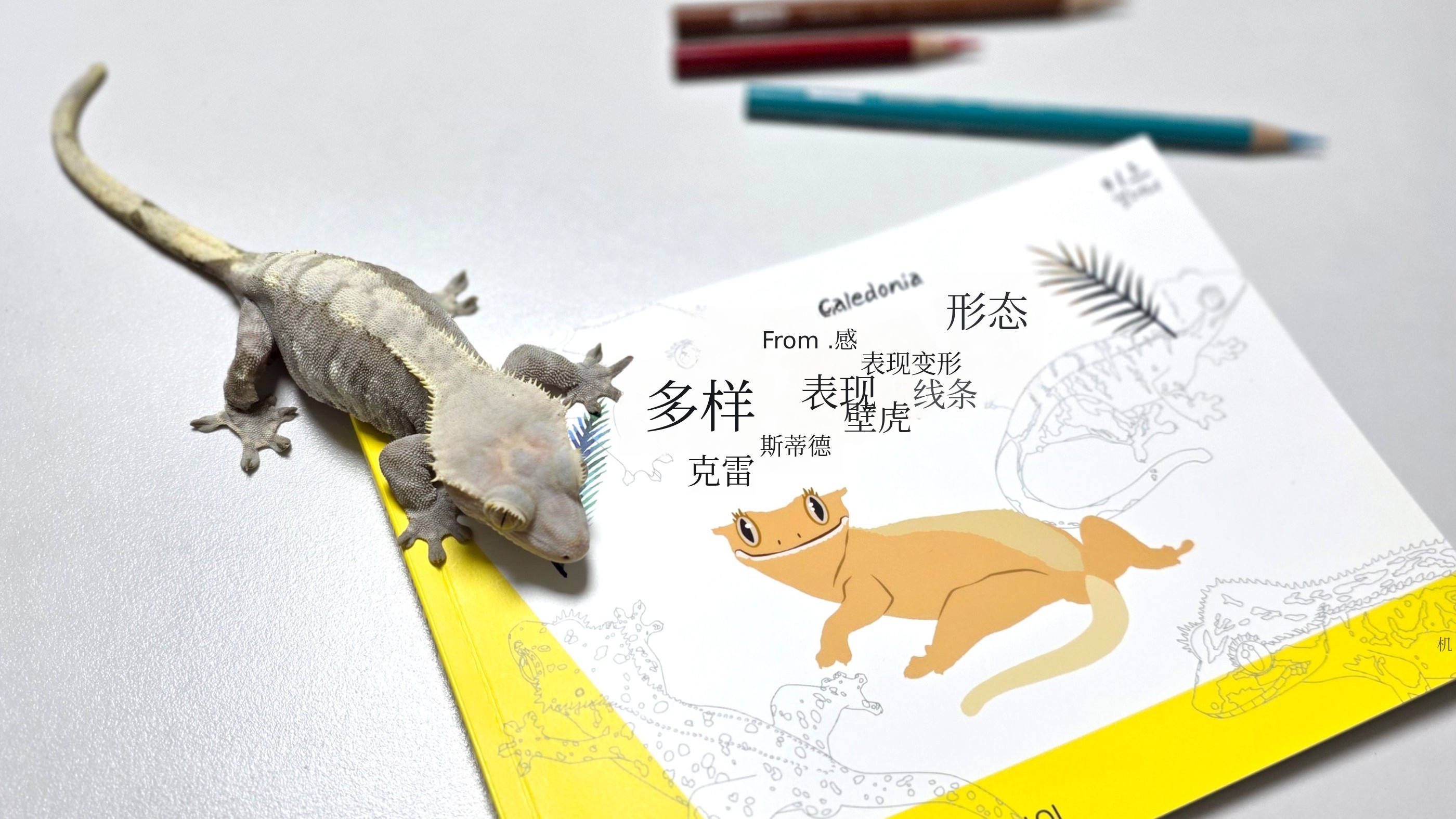 [再版预售！]手绘图鉴：冠蜥蜴线纹变种全览