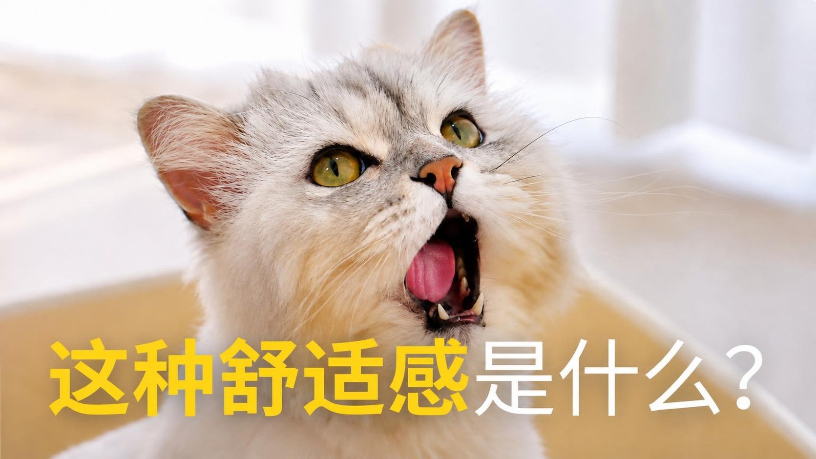 [热销4873%回归]连日本宠物主人都爱上的创新爆米花豆腐猫砂
